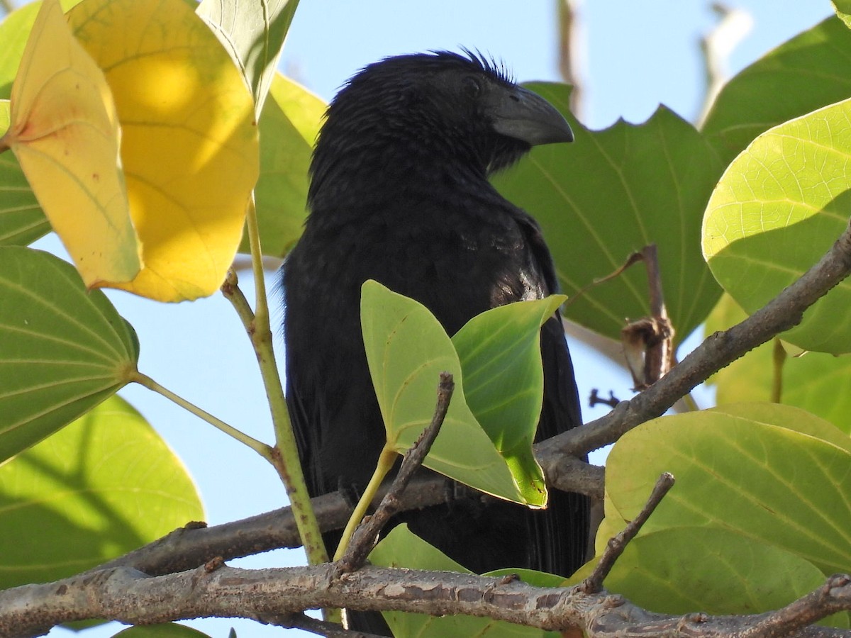 Groove-billed Ani - ML645427693