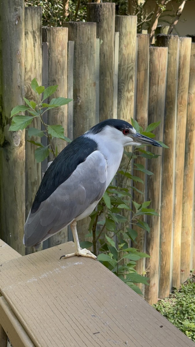 Martinete Común - ML645427697