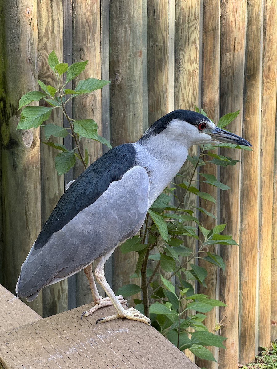 Martinete Común - ML645427698