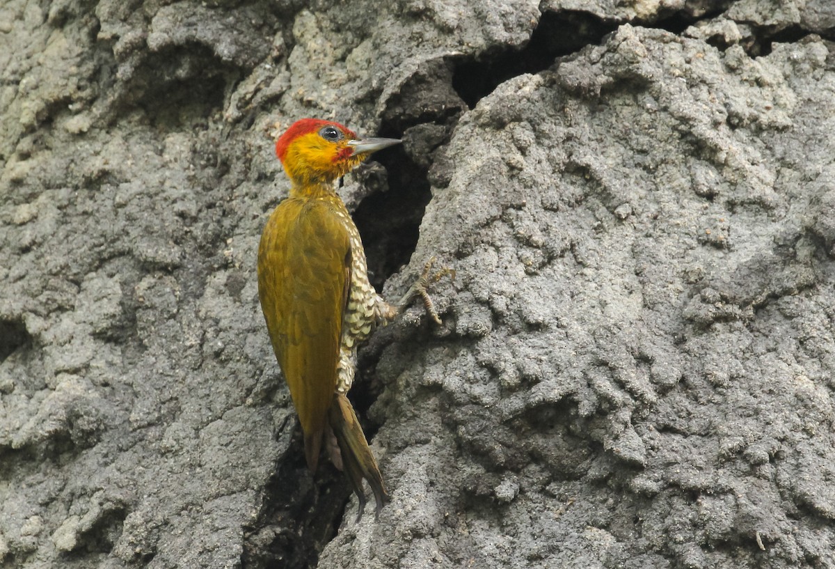 paprikaspett - ML645427701