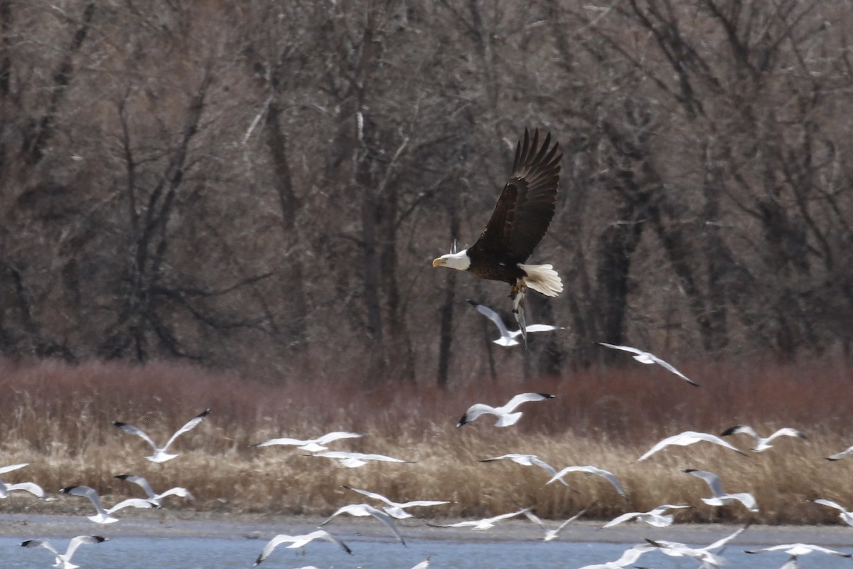 ハクトウワシ - ML645427703