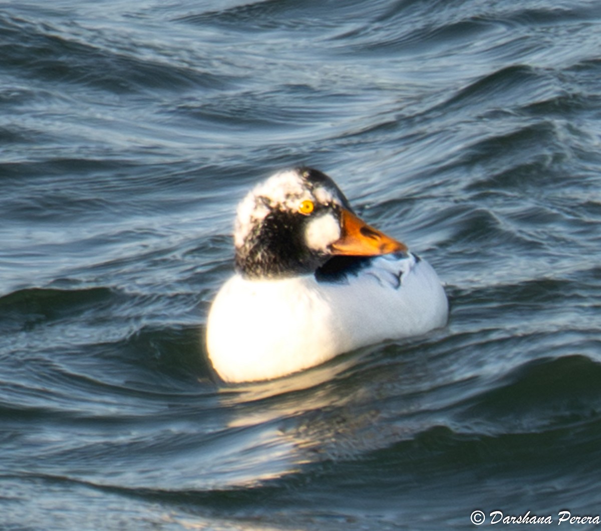 Common Goldeneye - ML645427711