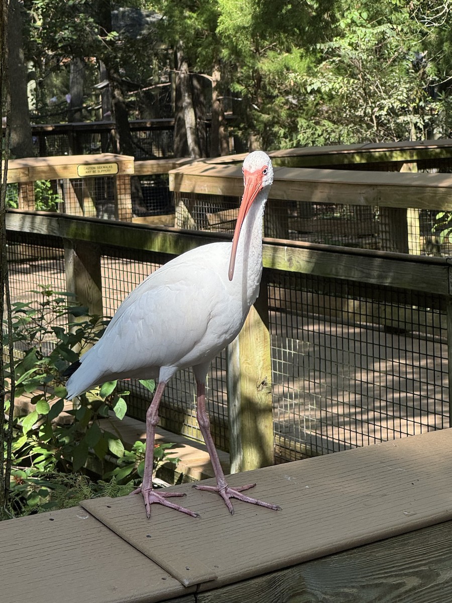 Corocoro Blanco - ML645427712