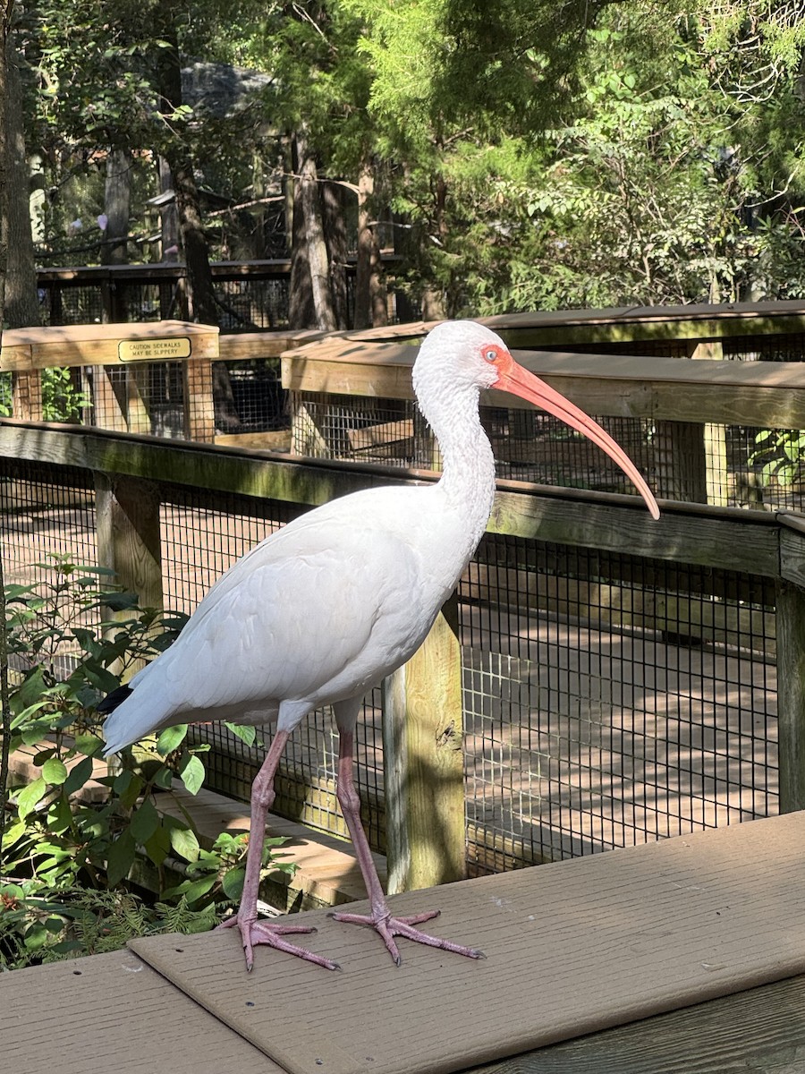 White Ibis - ML645427713