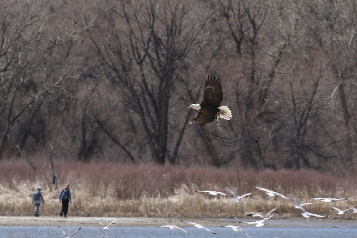Bald Eagle - ML645427715