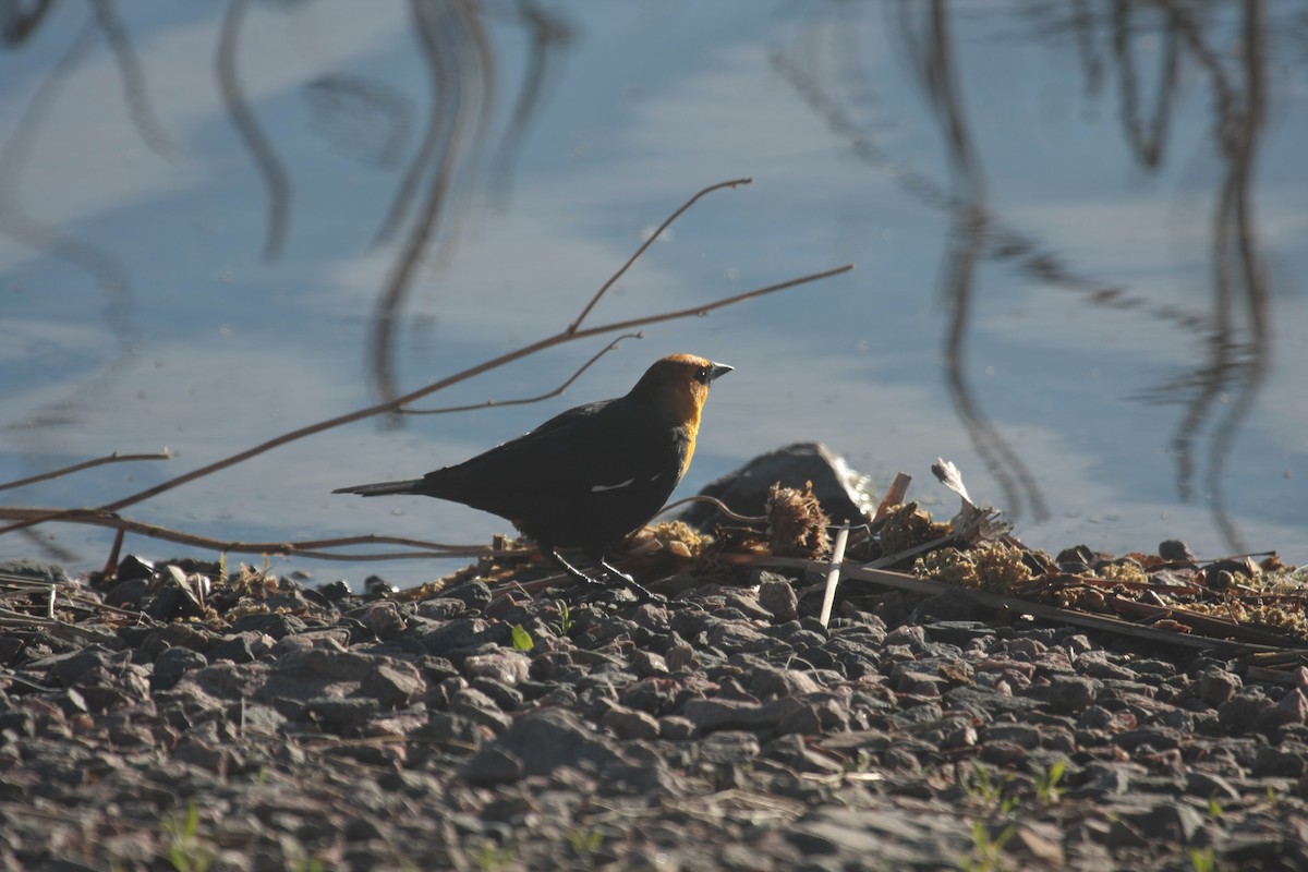 Yellow-headed Blackbird - ML645427717