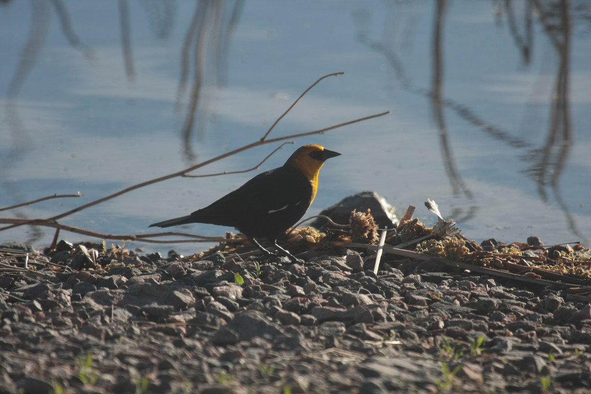 Yellow-headed Blackbird - ML645427720