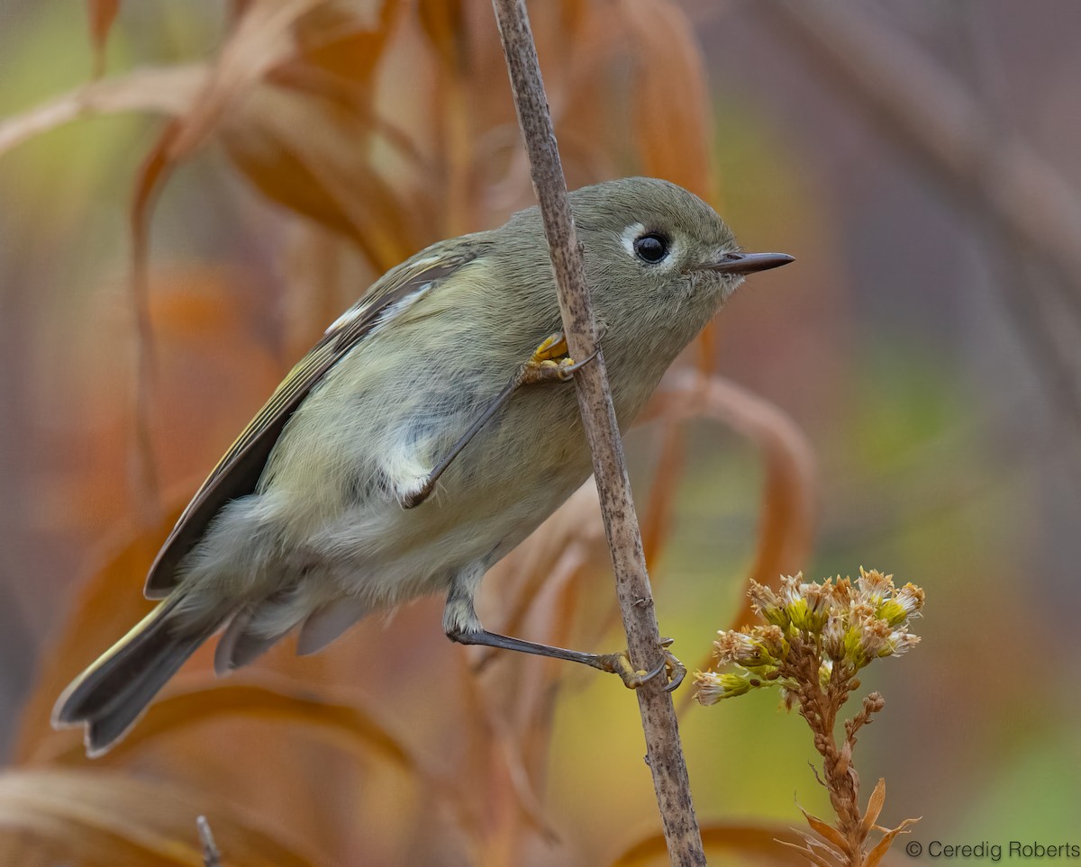 Ruby-crowned Kinglet - ML645427721