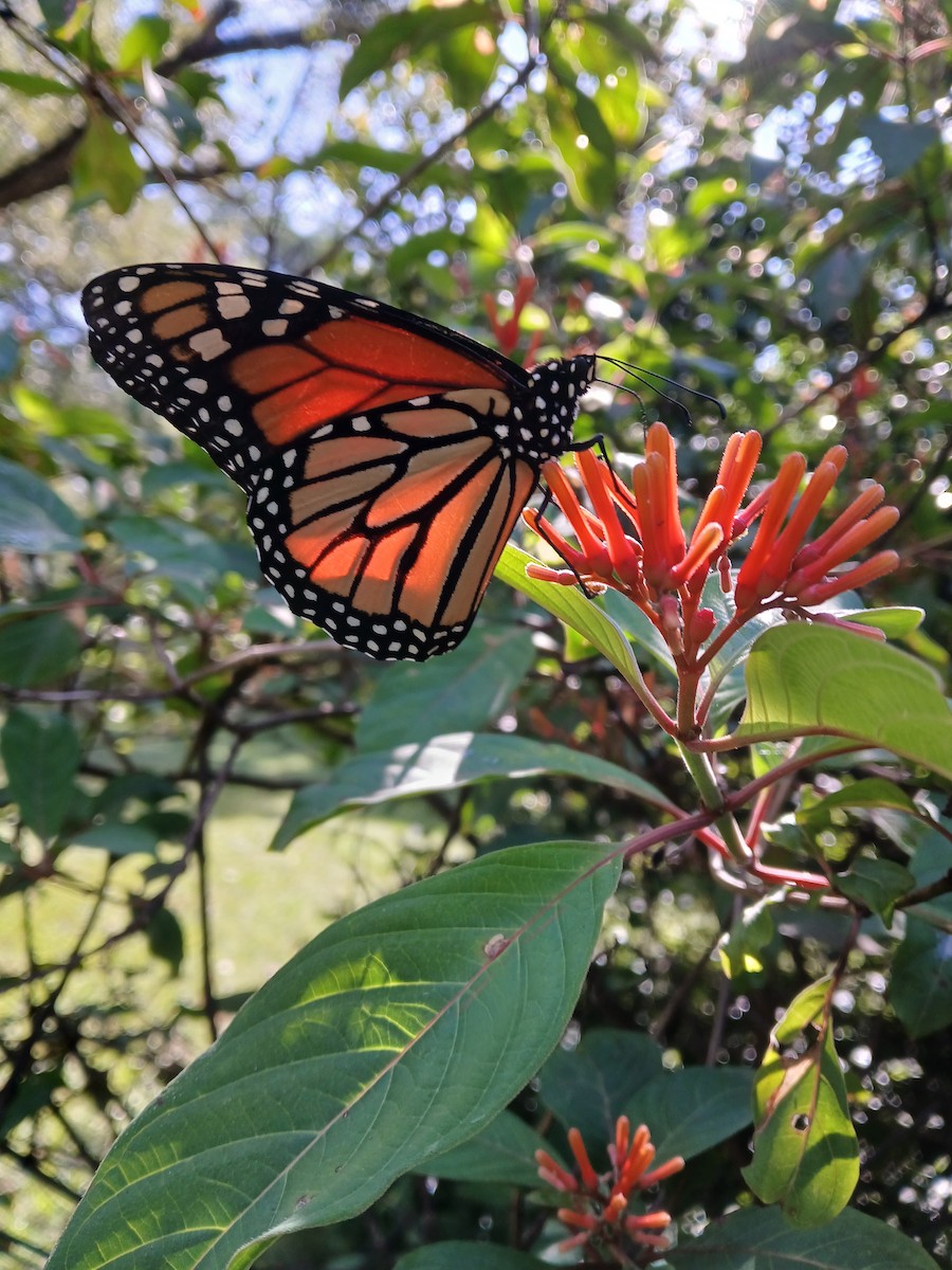 帝王斑蝶 - ML645427722