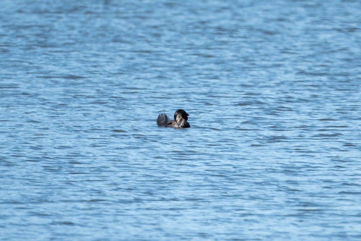 Musk Duck - ML645427723