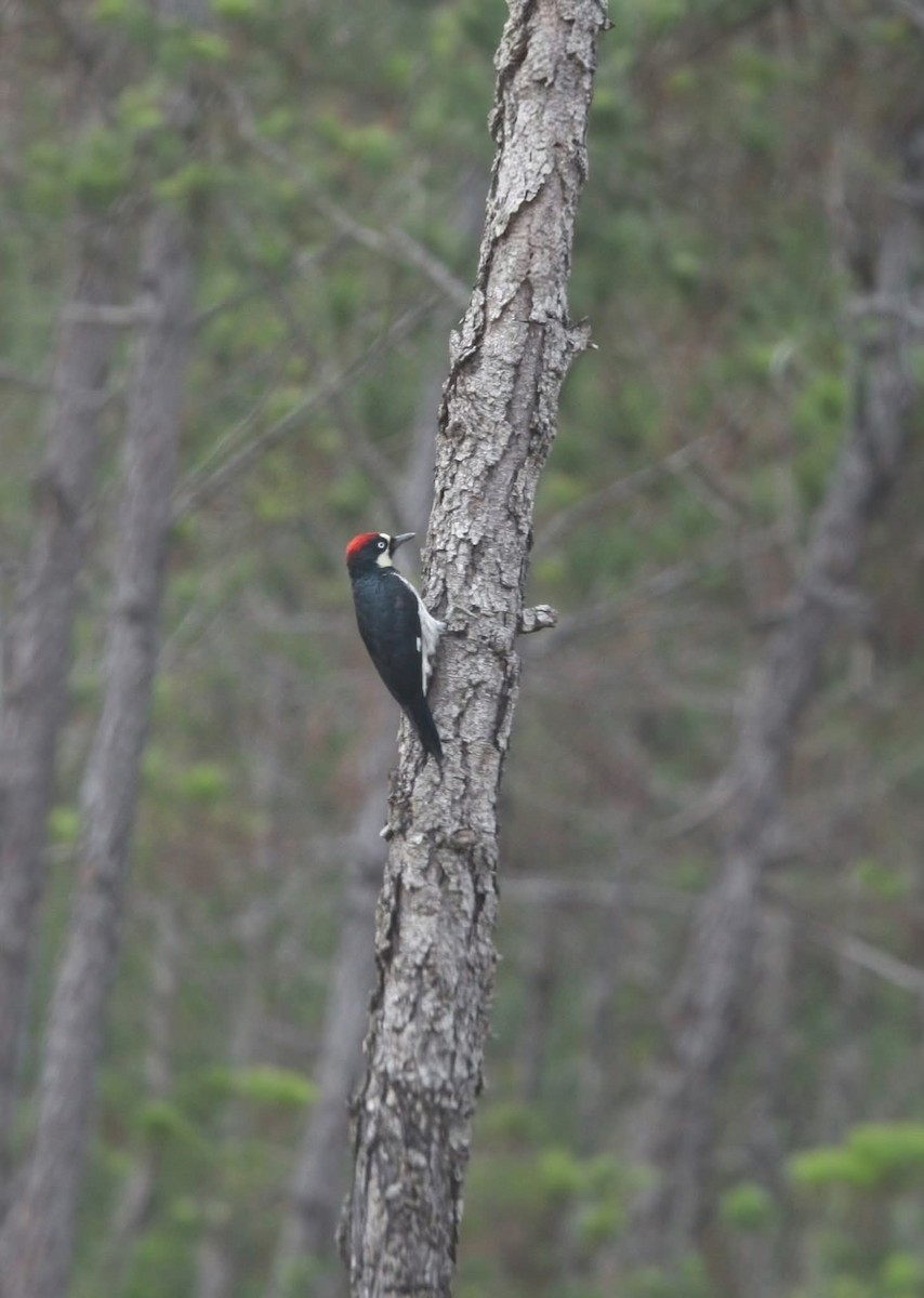Acorn Woodpecker - ML645427724