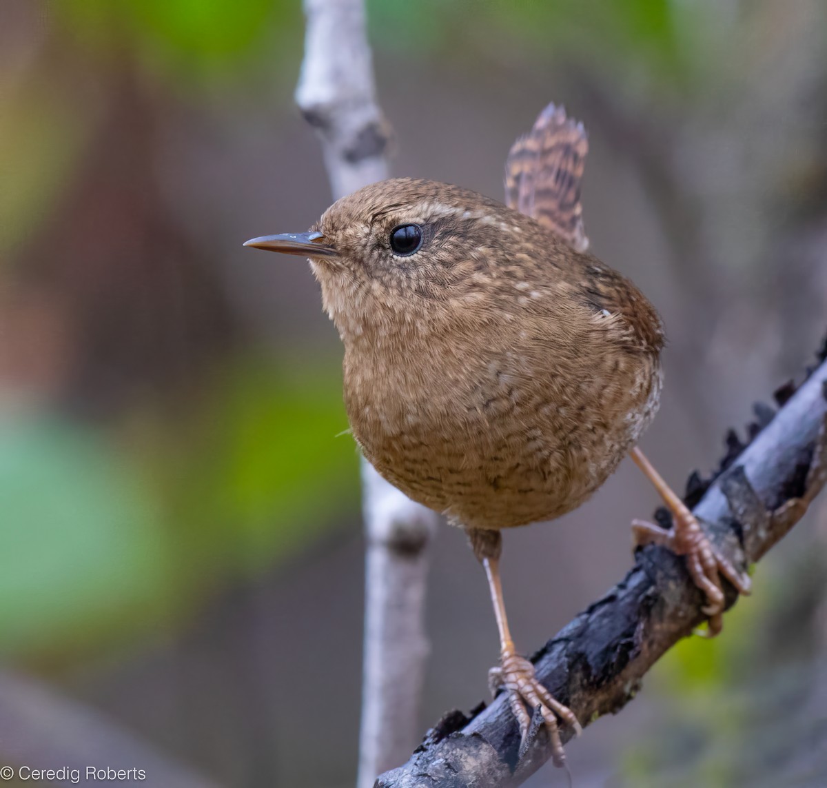 Pacific Wren - ML645427725