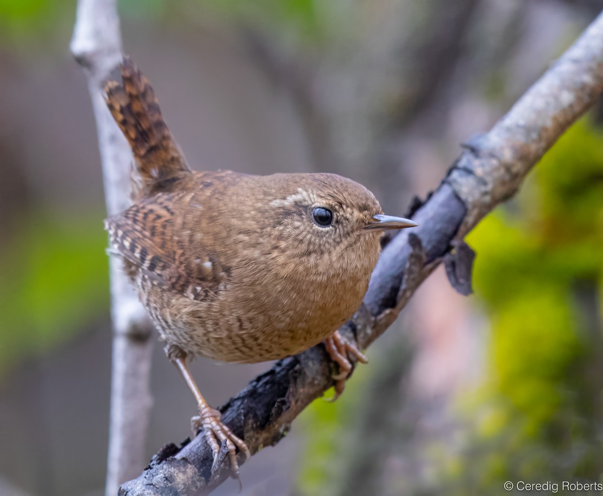 Pacific Wren - ML645427726