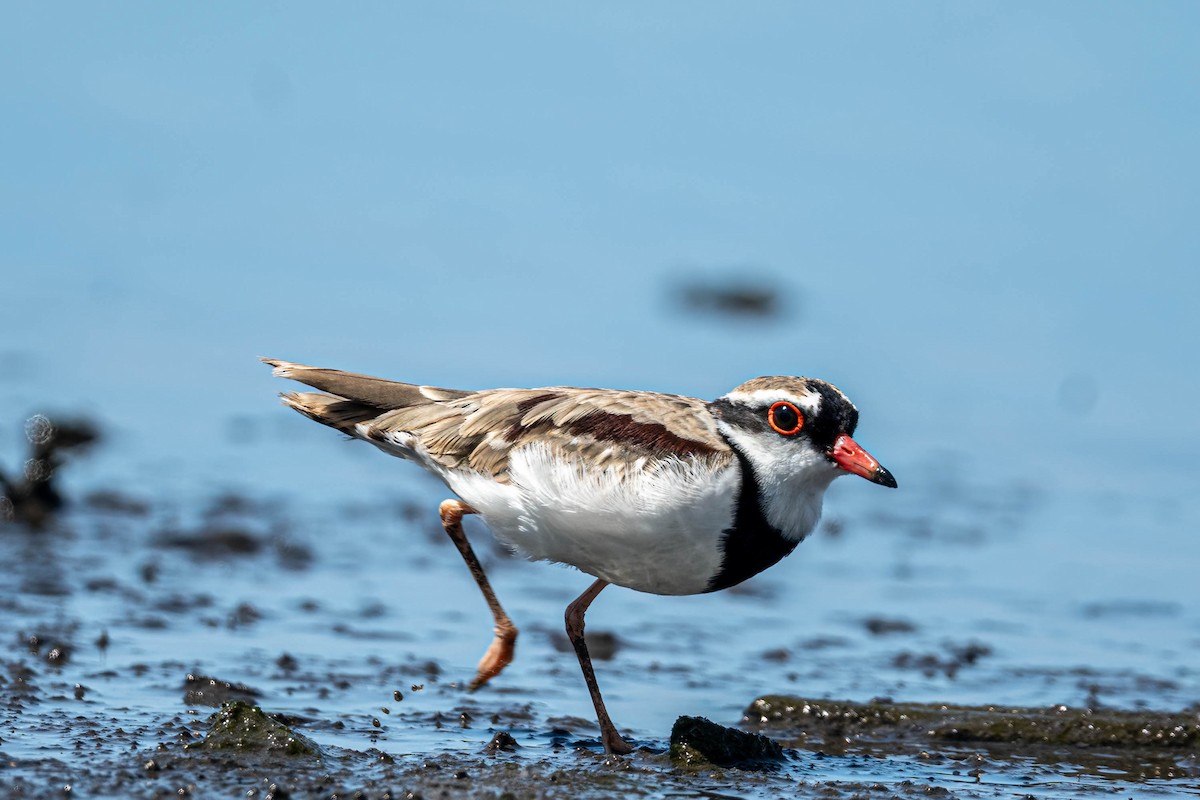 Black-fronted Dotterel - ML645427728