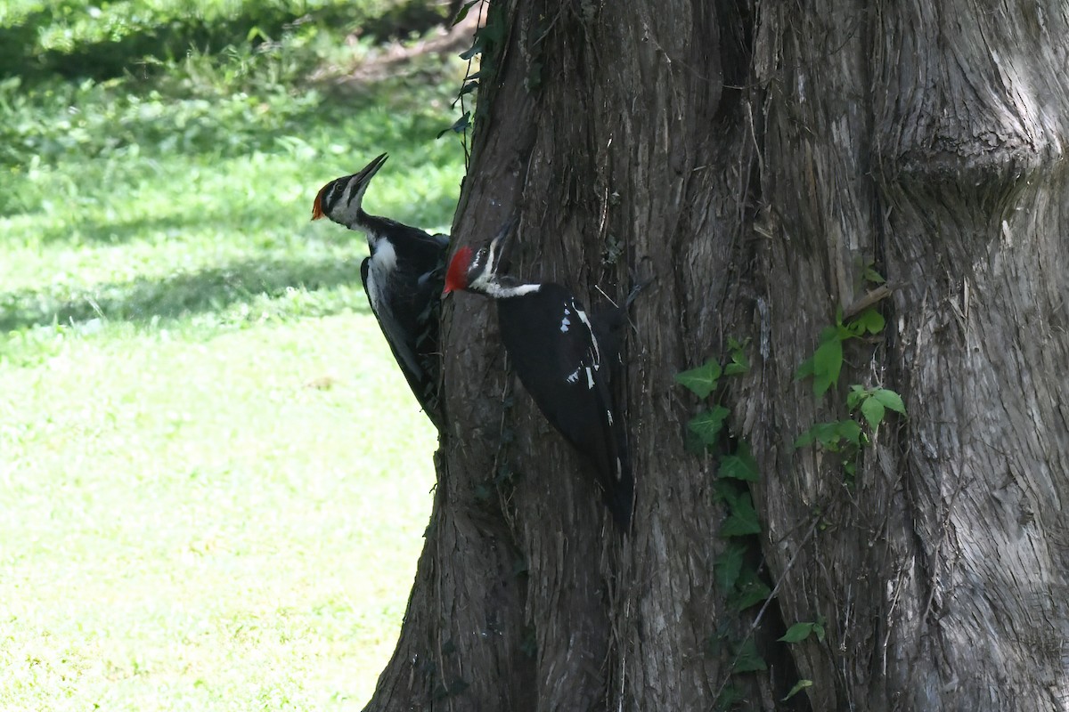 Pileated Woodpecker - ML645427730