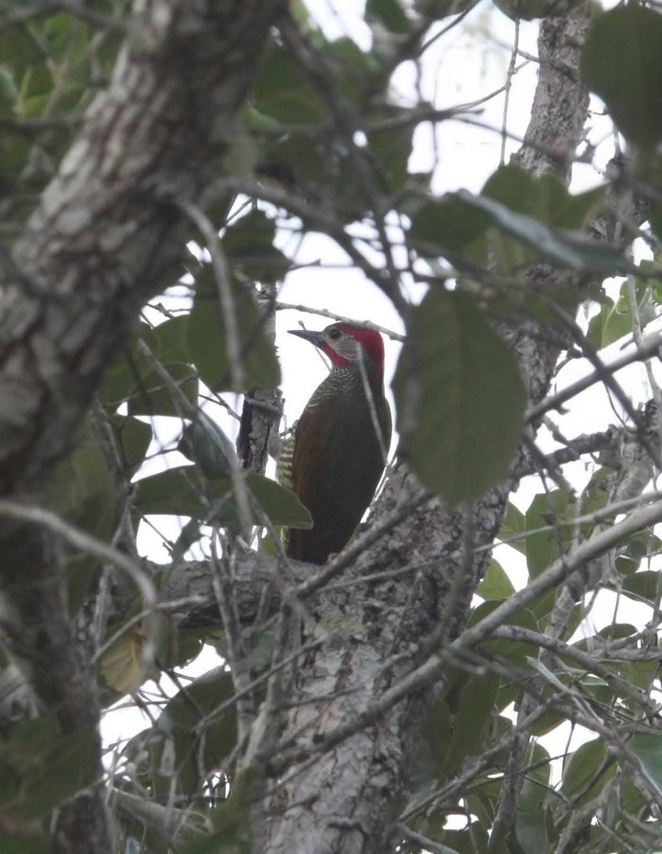 Golden-olive Woodpecker - ML645427731
