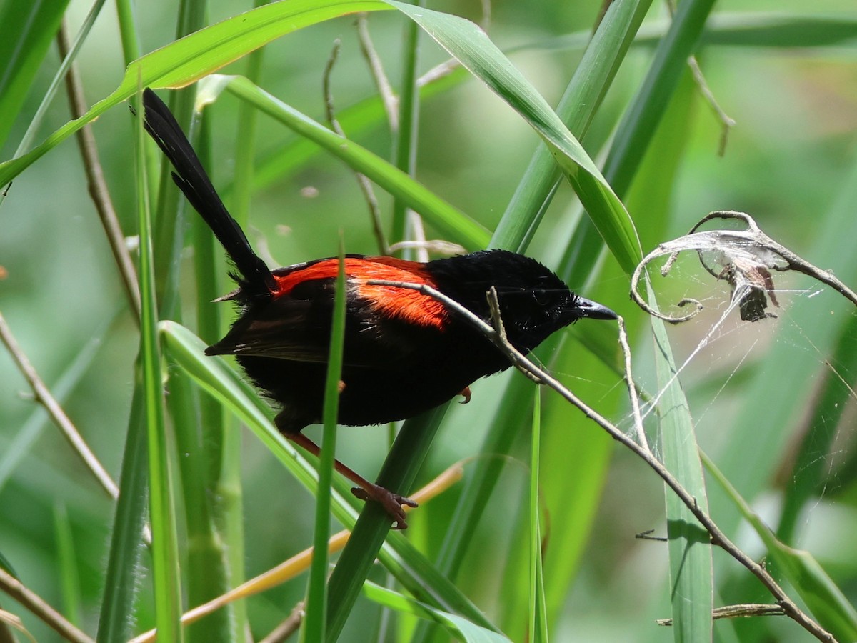 Red-backed Fairywren - ML645427734
