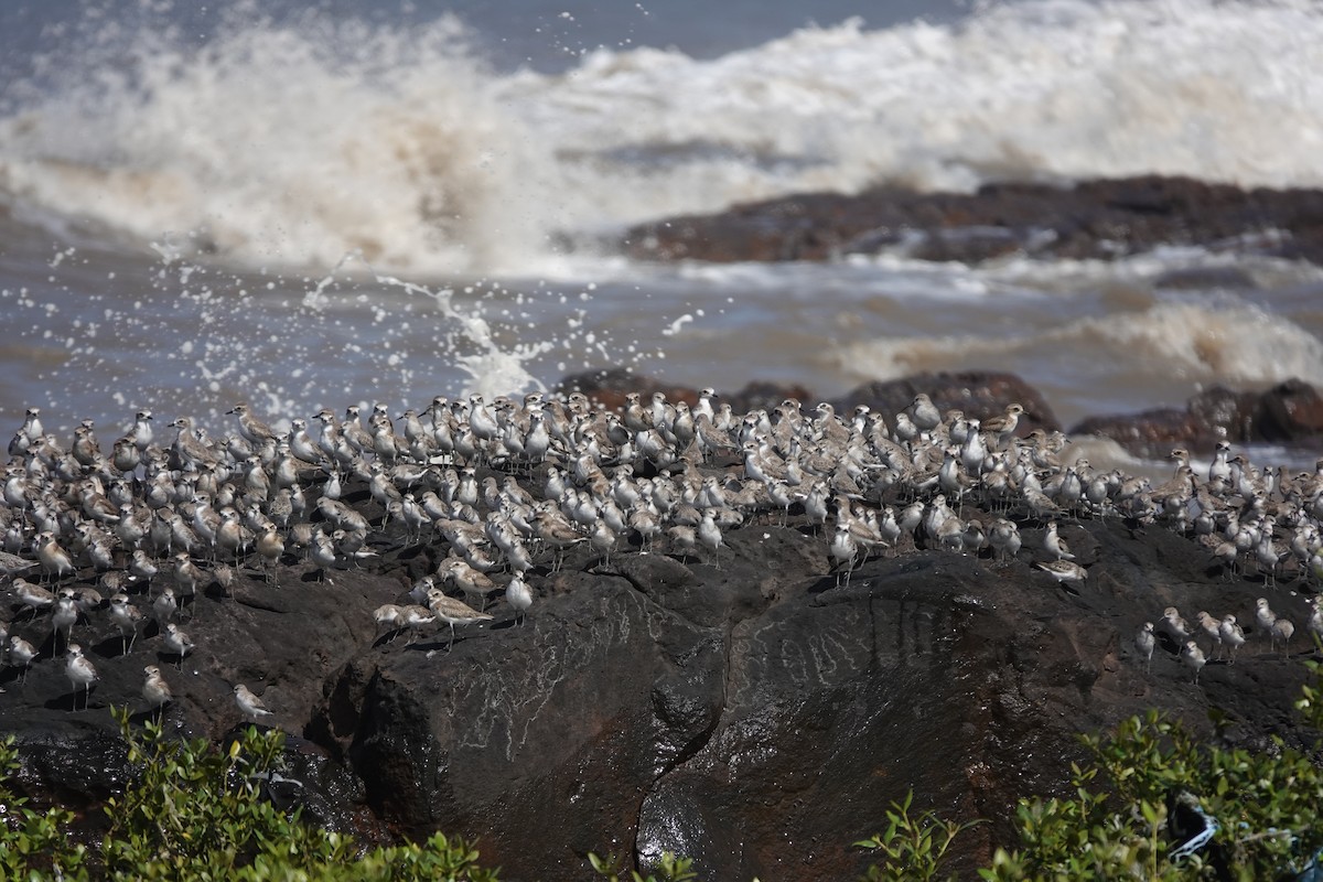 Little Stint - ML645427735
