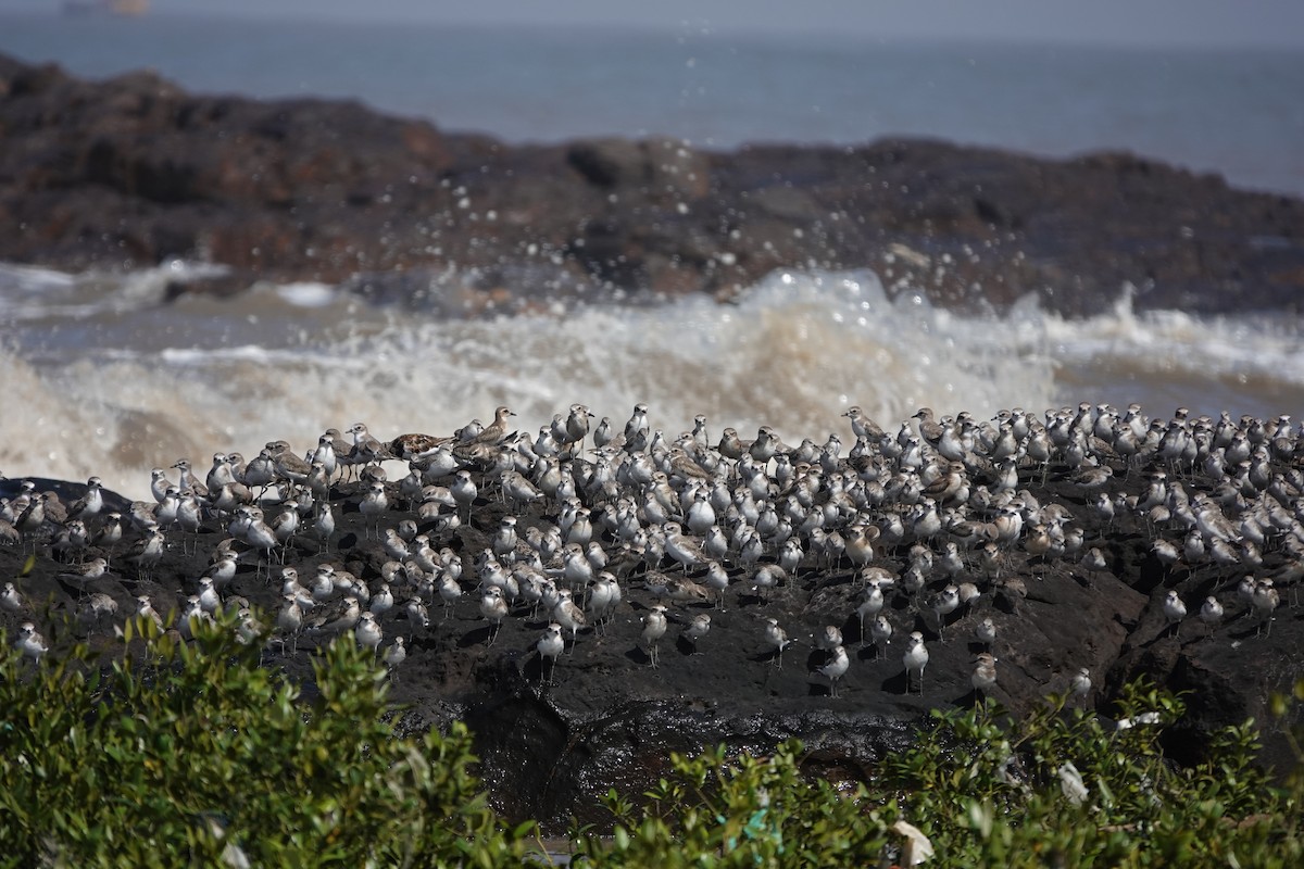Little Stint - ML645427736