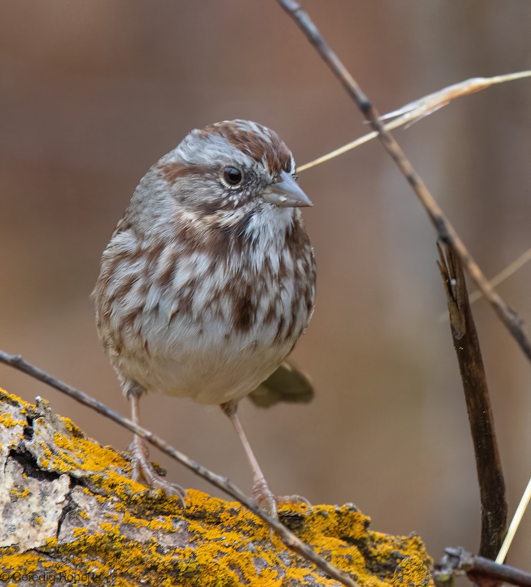 Song Sparrow - ML645427739