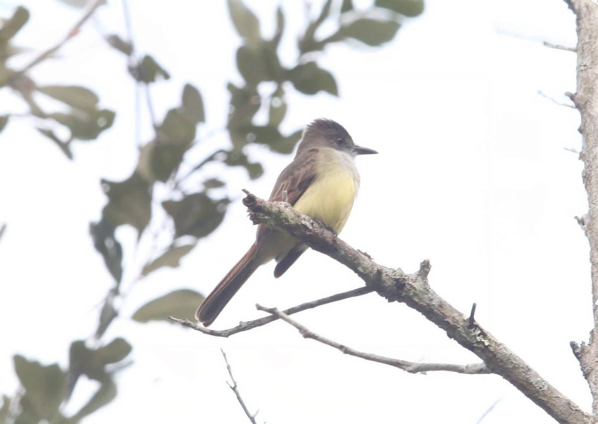 Dusky-capped Flycatcher - ML645427740