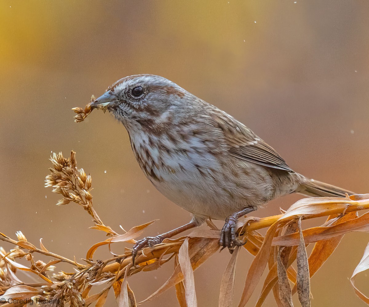 Song Sparrow - ML645427741