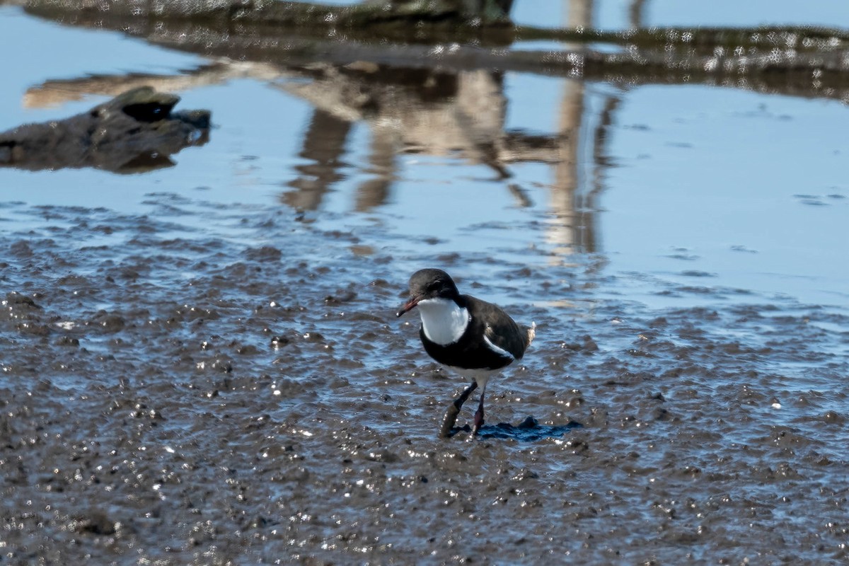 Red-kneed Dotterel - ML645427742