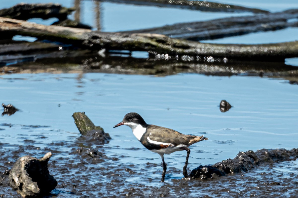 Red-kneed Dotterel - ML645427743