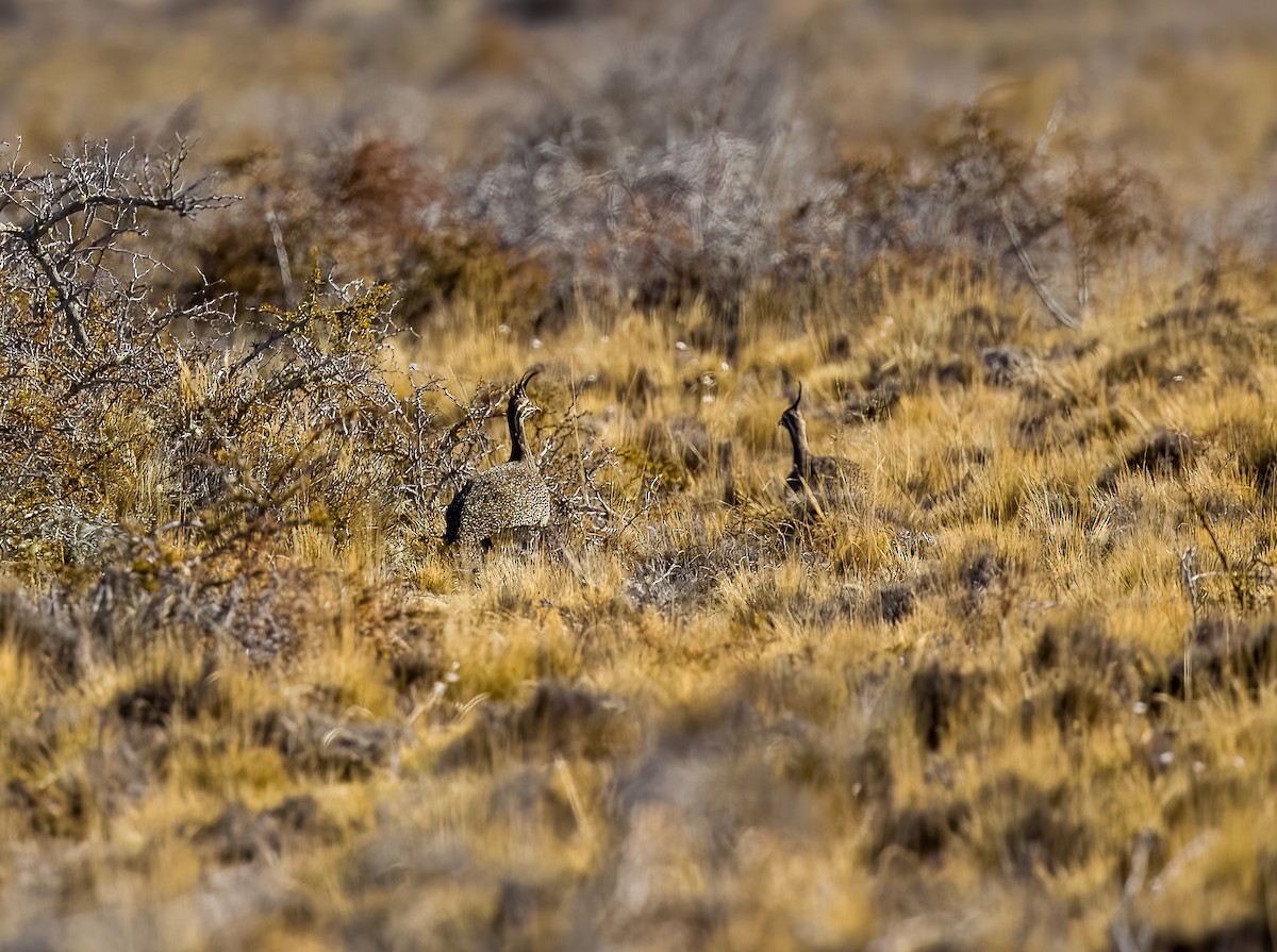 Elegant Crested-Tinamou - ML645427748