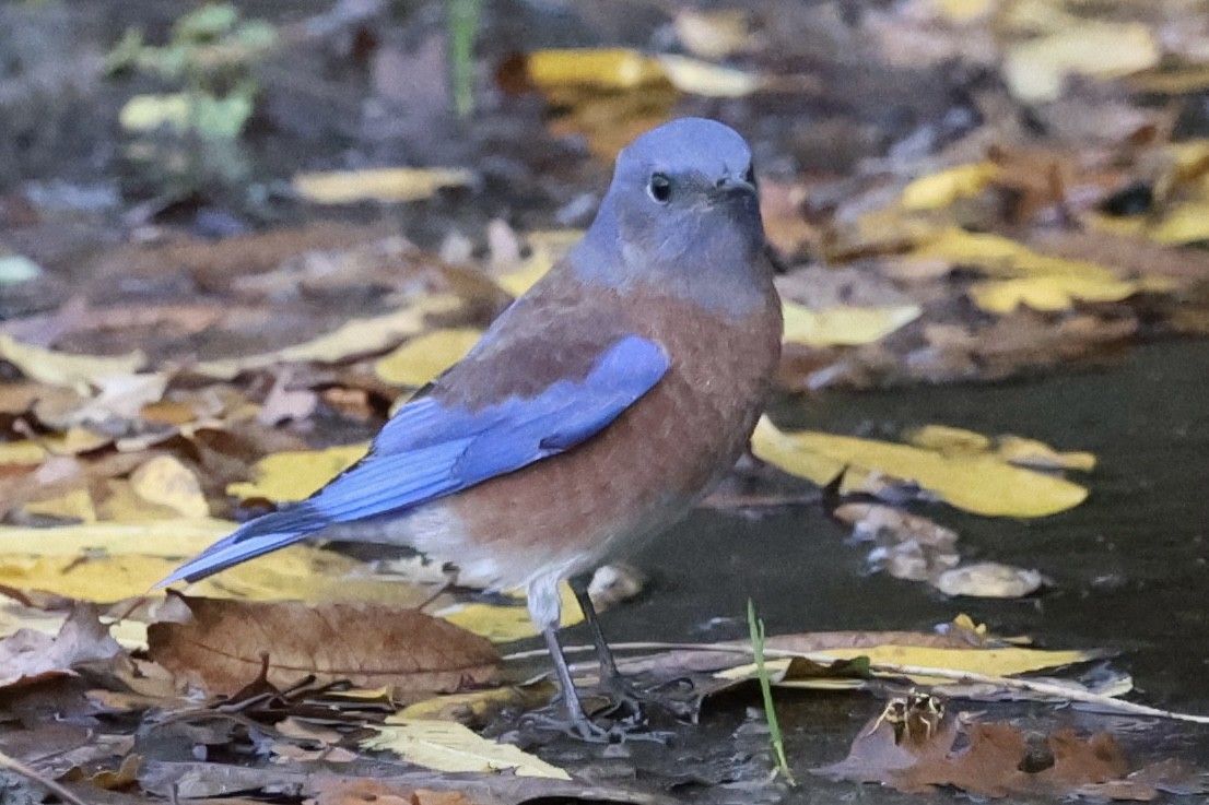 Western Bluebird - ML645427750