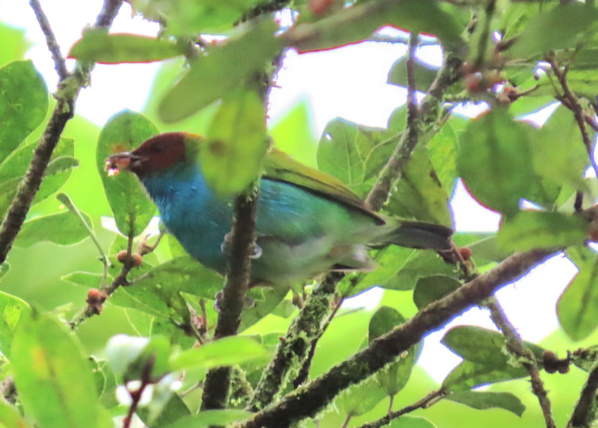 Tangara Cabecibaya (Pechiazul) - ML645427754