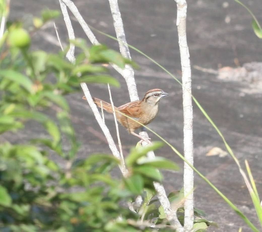 Rusty Sparrow - ML645427755
