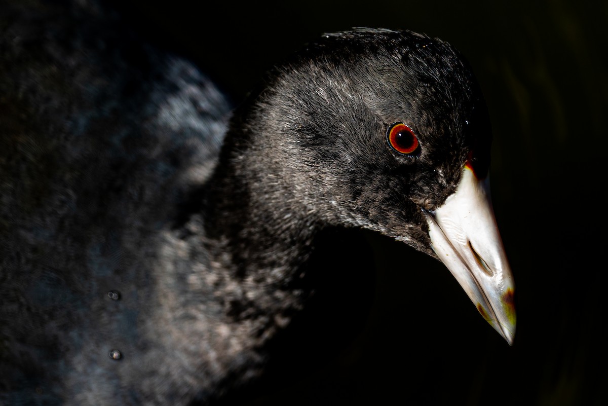 American Coot - ML645427756