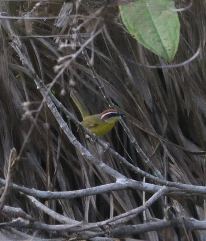 Rufous-capped Warbler - ML645427765