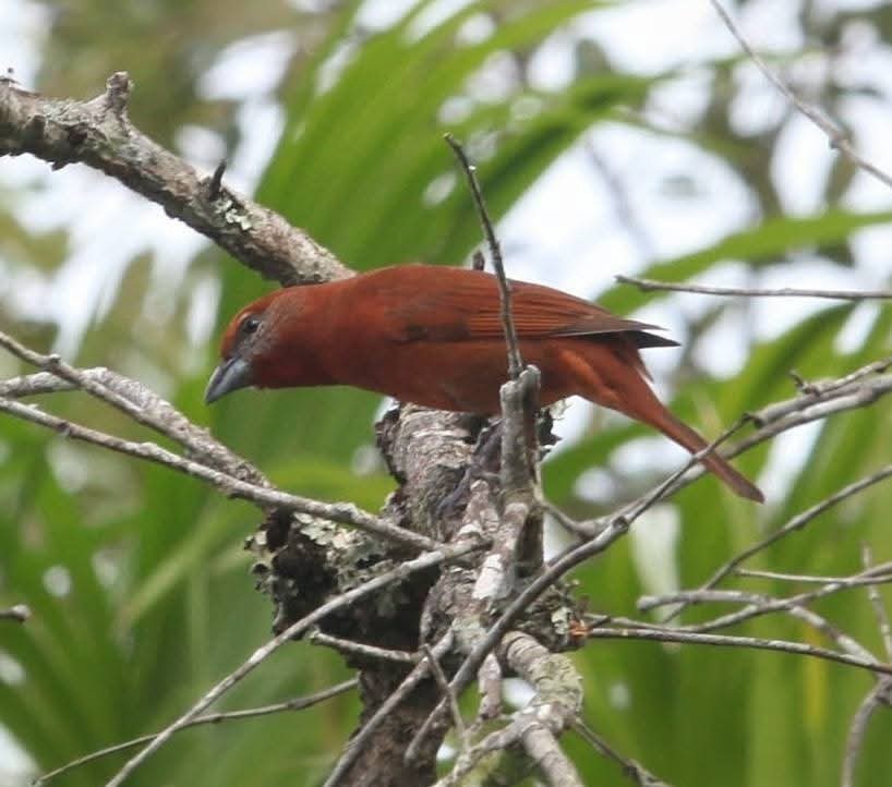 Hepatic Tanager - ML645427772