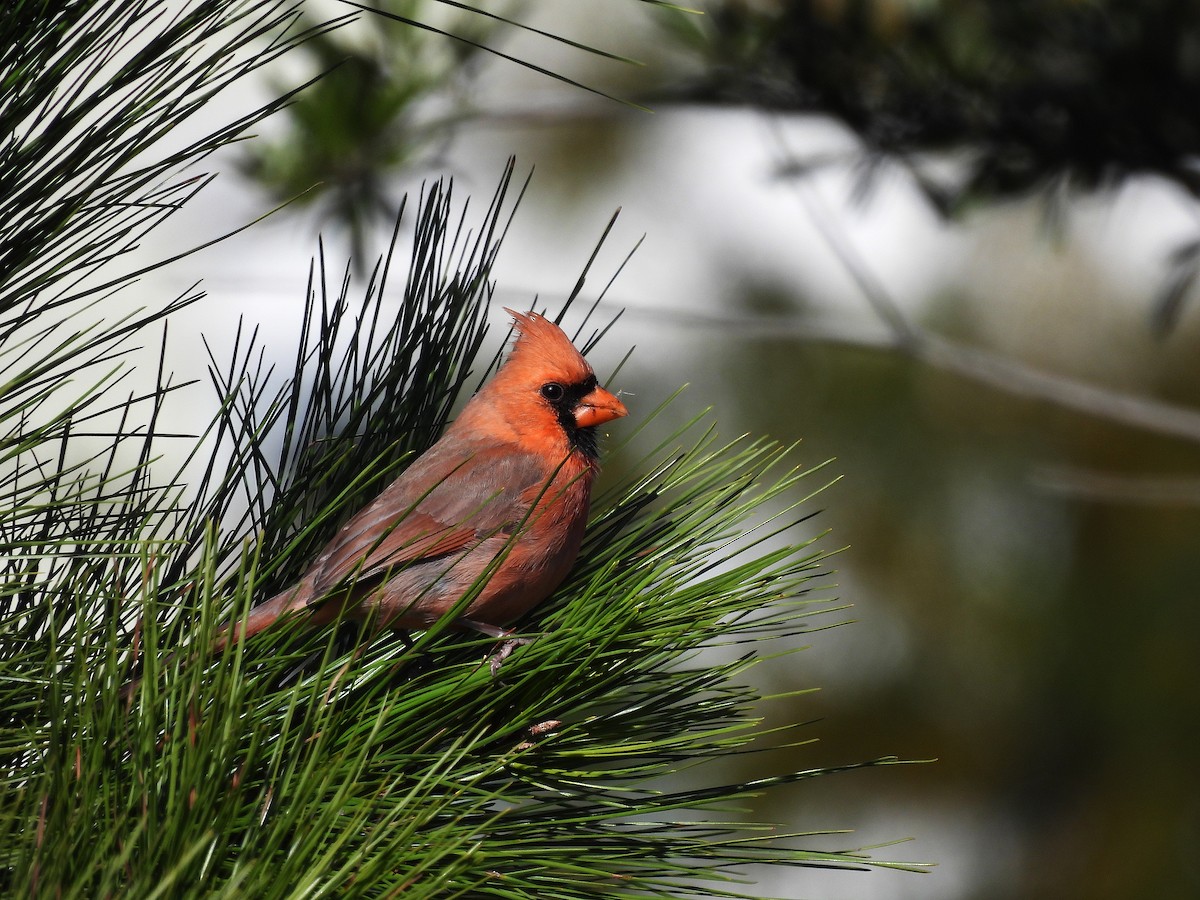 Northern Cardinal - ML645427774