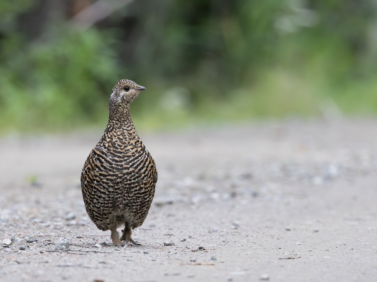 Spruce Grouse - ML645427779