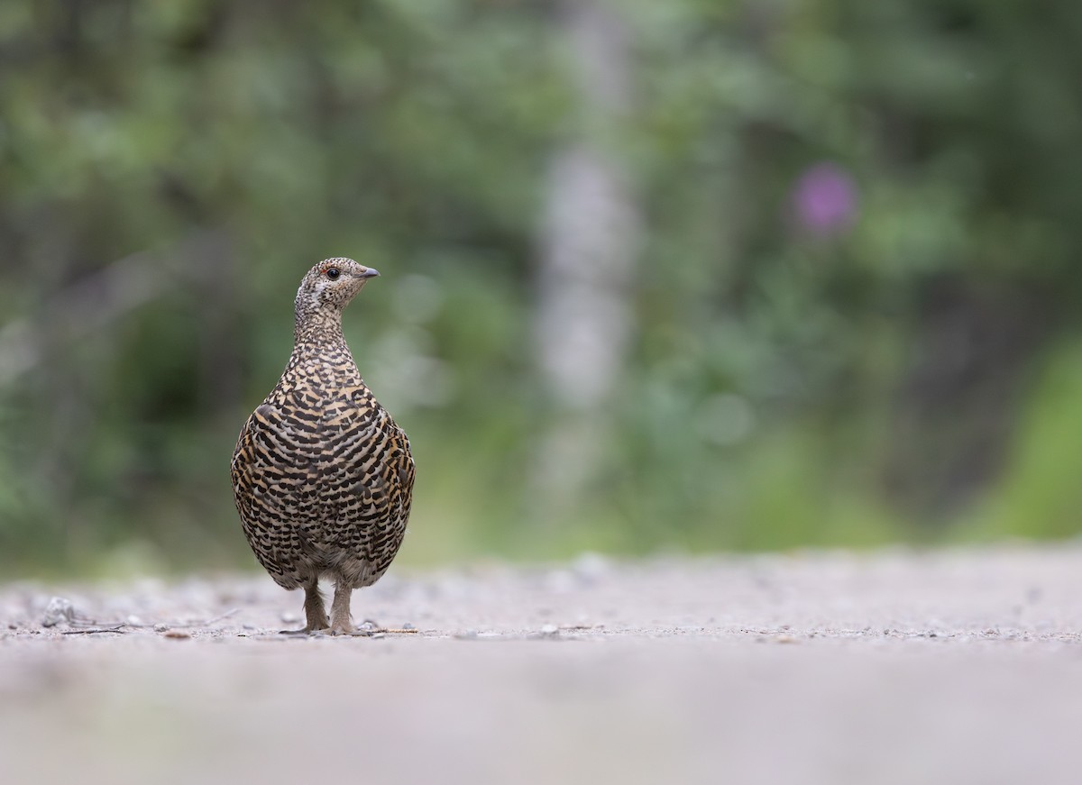Spruce Grouse - ML645427780