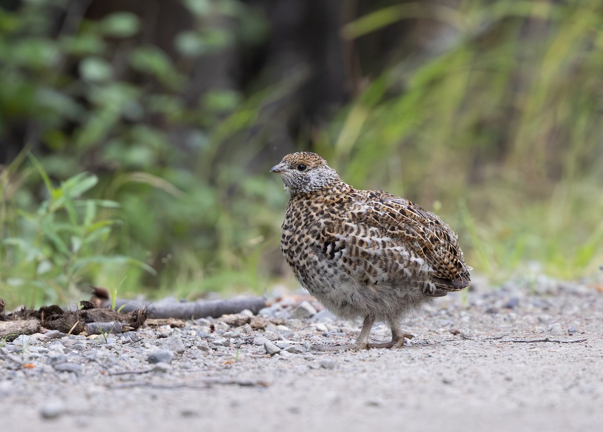 Spruce Grouse - ML645427781