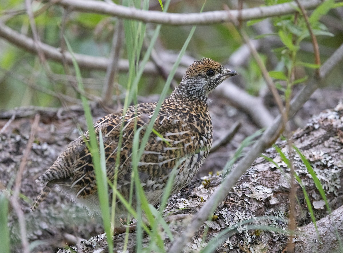 Spruce Grouse - ML645427783