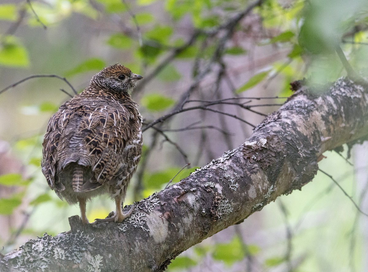 Spruce Grouse - ML645427784