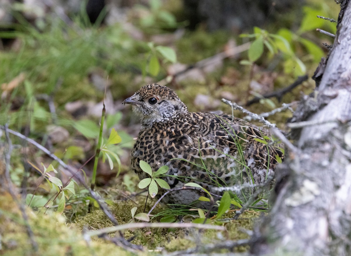Spruce Grouse - ML645427785