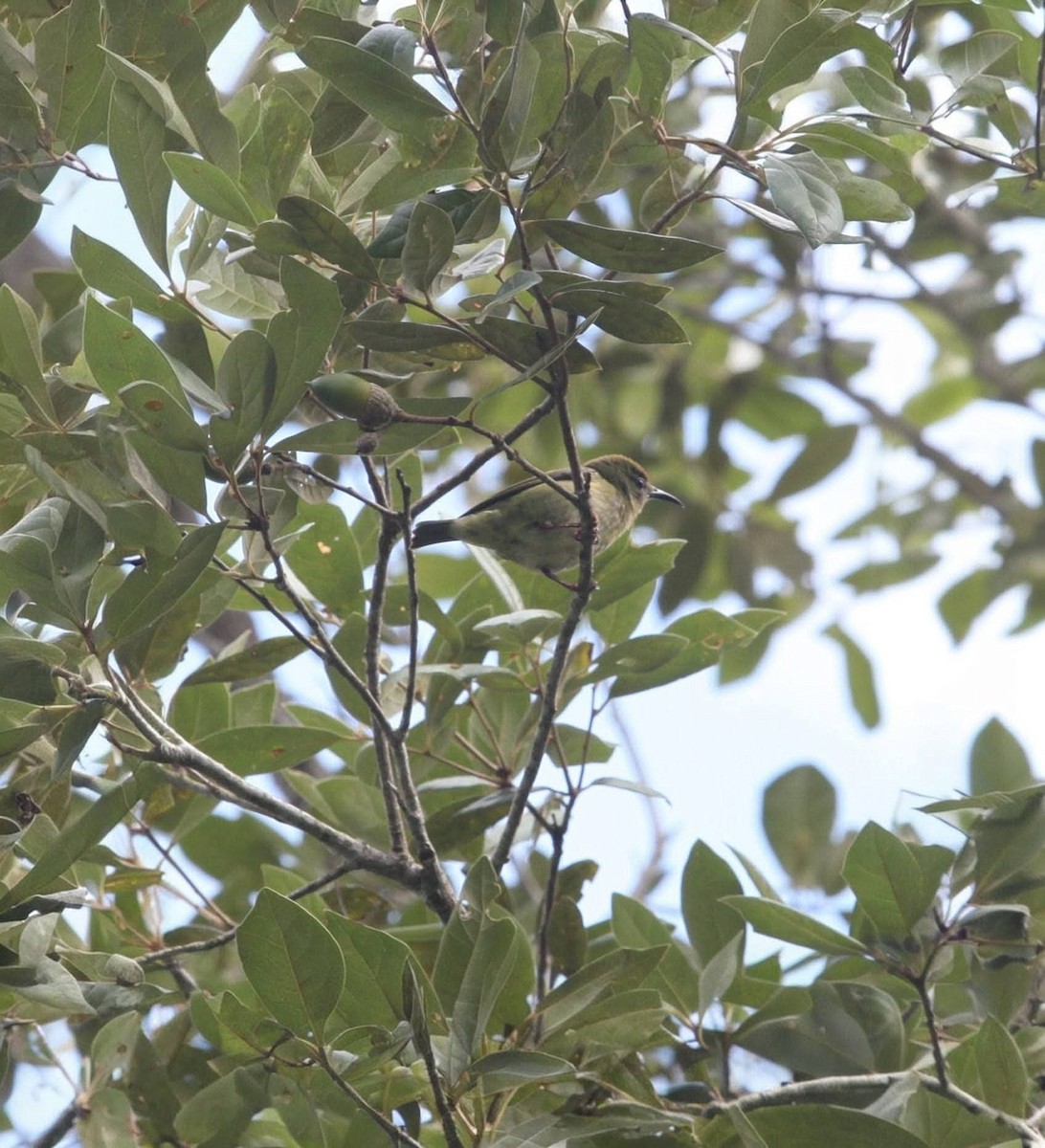 Red-legged Honeycreeper - ML645427787