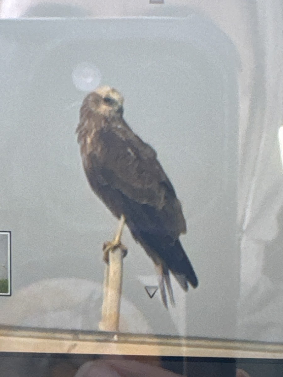 Western Marsh Harrier - ML645427789