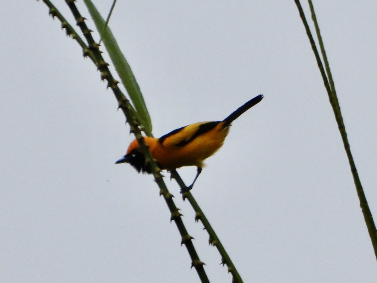 Golden Monarch - ML645427794