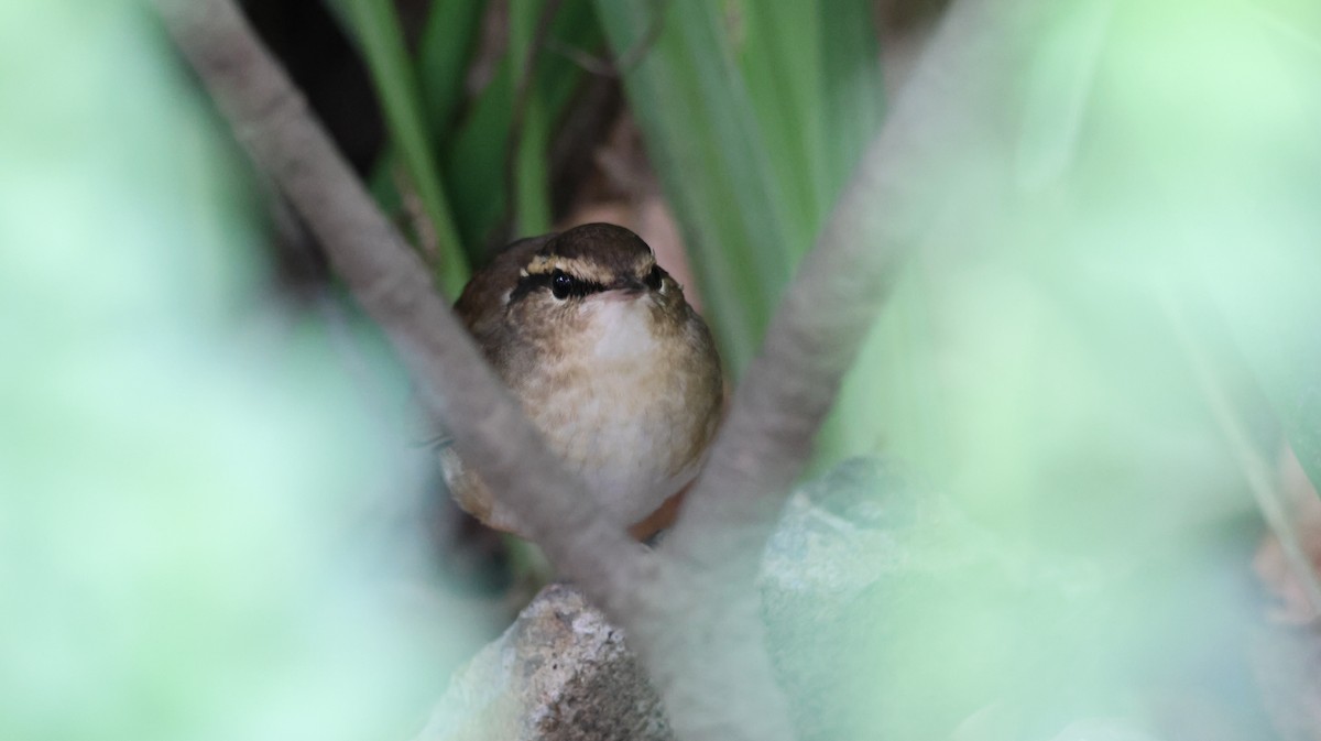 Asian Stubtail - ML645427796