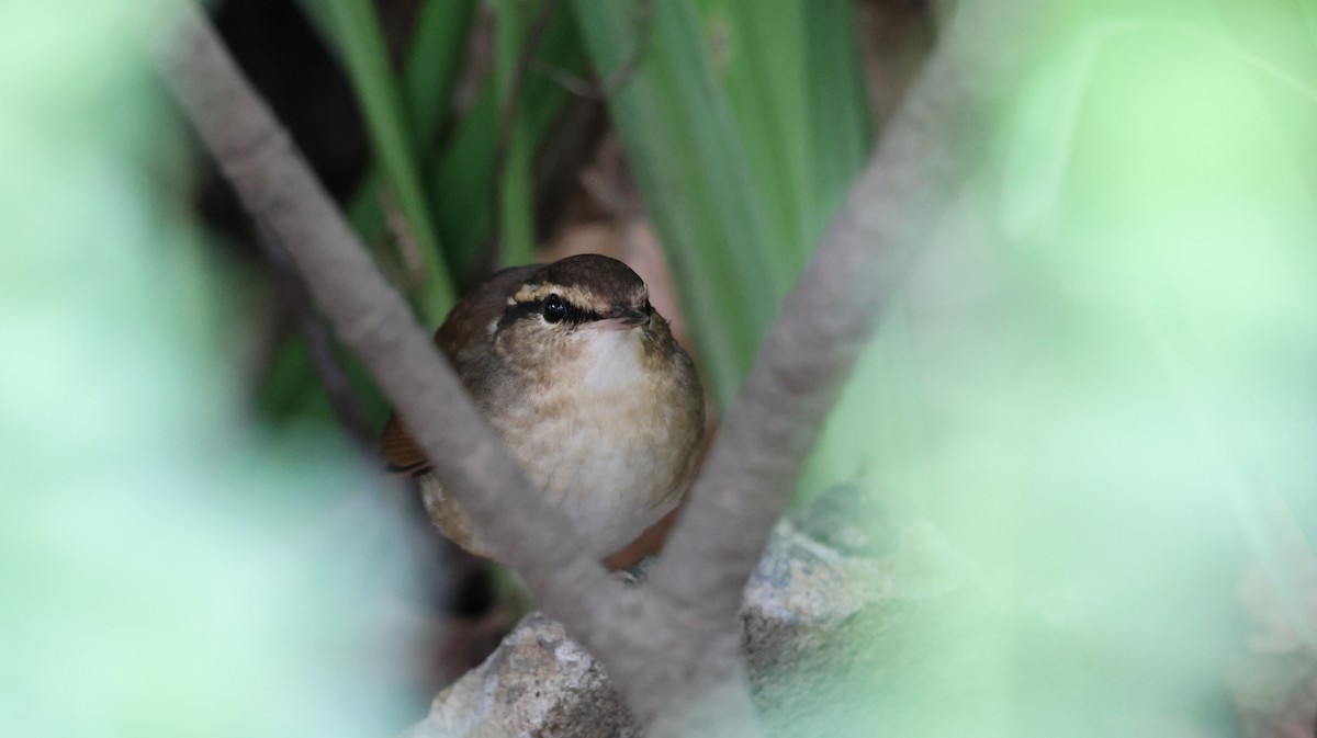 Asian Stubtail - ML645427797