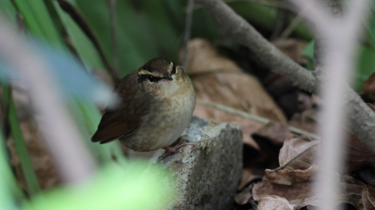 Asian Stubtail - ML645427798