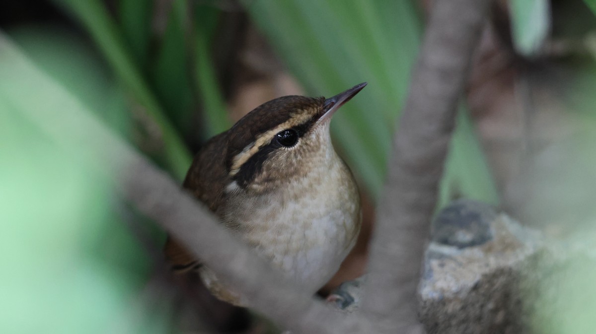 Asian Stubtail - ML645427799