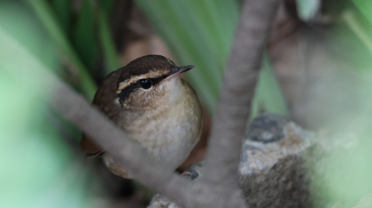 Asian Stubtail - ML645427800